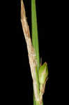 Acid-loving sedge